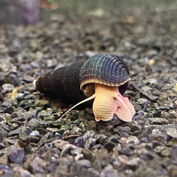 Tylomelania sp. Yellow - Perlhuhnschnecke Gelb