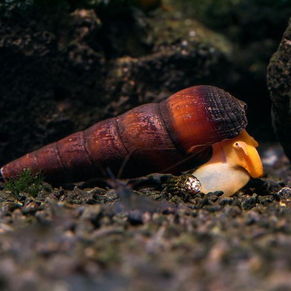 Tylomelania scalariopas Golden - Sulawesi-Turmdeckelschnecke