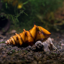 Brotia pagodula - Pagoda-, Stachelschnecke