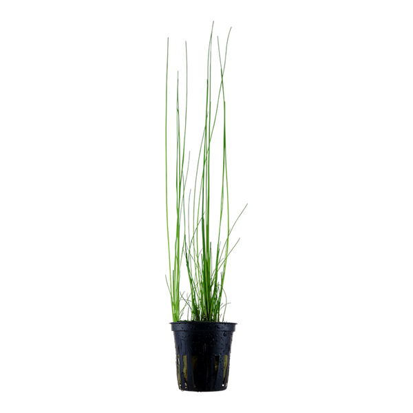 Eleocharis sp. montevidensis - Riesen-Nadelsimse