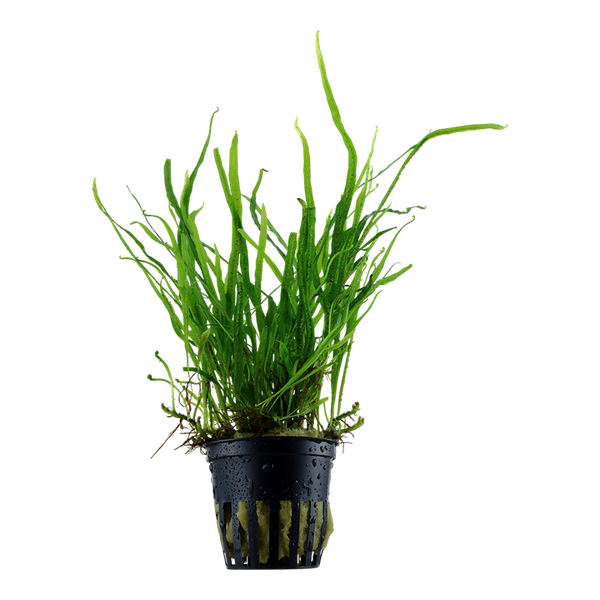 Microsorum Pteropus Trident