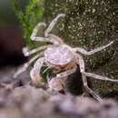 Limnopilos naiyanetri - Mikrokrabbe