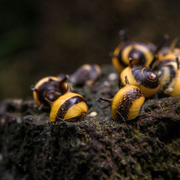 Clithon Corona Zweifrbig - Geweihschnecke