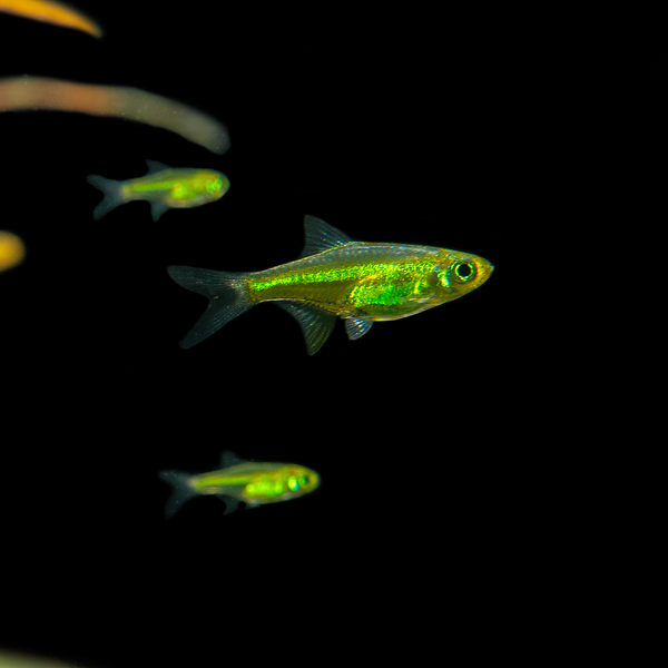 Microdevario Kubotai - Smaragd Zwergrasbora - Zwergbrbling
