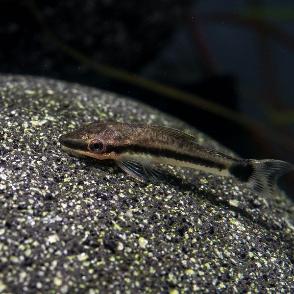 Otocinclus affinis - Gestreifter Ohrgitter Zwergharnischwels