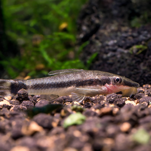 Otocinclus affinis - Gestreifter Ohrgitter Zwergharnischwels