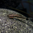 Otocinclus affinis - Gestreifter Ohrgitter Zwergharnischwels
