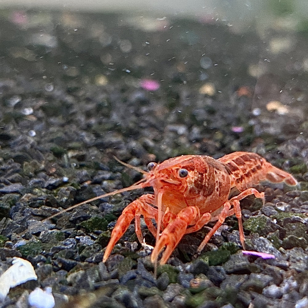 Cambarellus patzcuarensis Orange - CPO Zwergflusskrebs