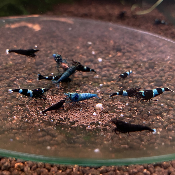 Caridina logemanni Taiwan Bee - Mix