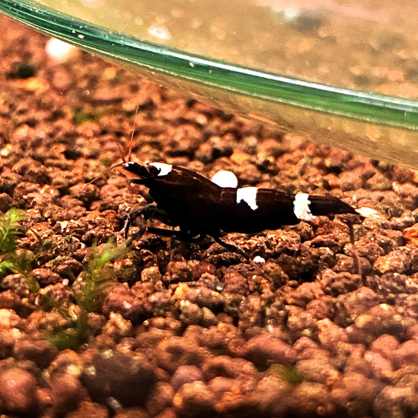 Caridina logemanni Taiwan Bee - Mix