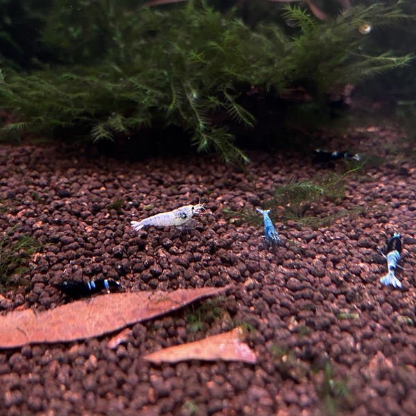 Caridina logemanni Taiwan Bee - Mix