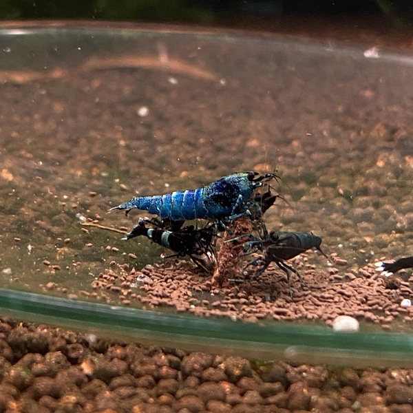 Caridina logemanni Taiwan Bee - Mix