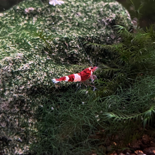 Caridina logemanni Taiwan Bee - Zwerggarnelen Mix