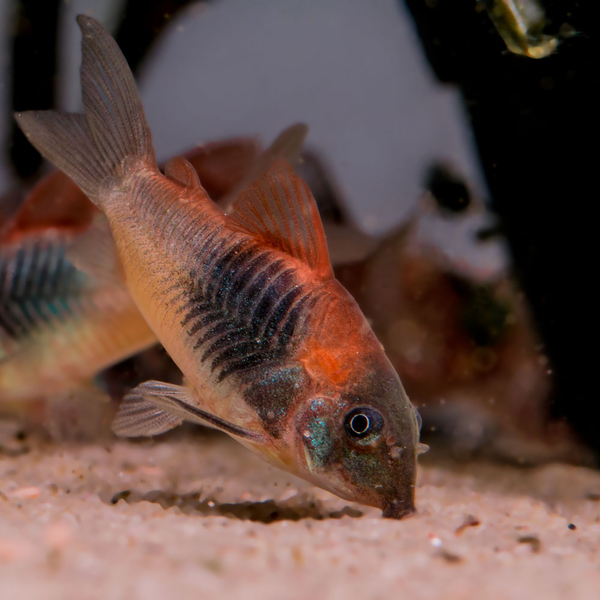 Corydoras venezuelanus Orange - Venezuela Panzerwels