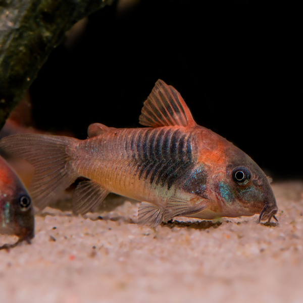 Corydoras venezuelanus Orange - Venezuela Panzerwels