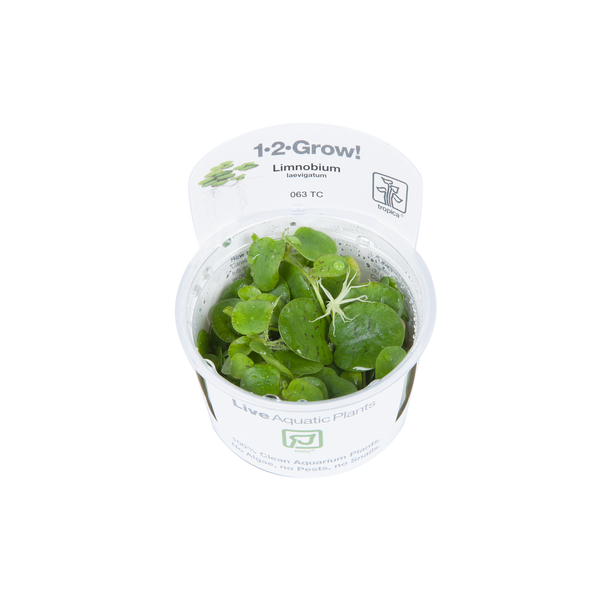 Limnobium Laevigatum 1-2-Grow! - Sdamerikanischer Froschbiss - von Tropica