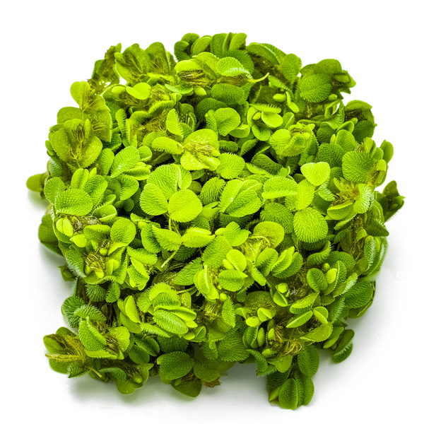 Salvinia minima - Zwerg-Schwimmfarn