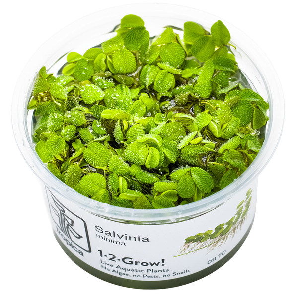 Salvinia minima - Zwerg-Schwimmfarn - 1-2-Grow! von Tropica