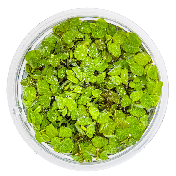 Salvinia minima - Zwerg-Schwimmfarn - 1-2-Grow! von Tropica