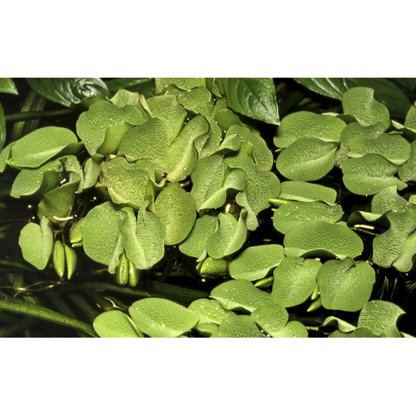 Salvinia minima - Zwerg-Schwimmfarn - 1-2-Grow! von Tropica