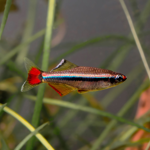 Tanichthys Micagemmae - Vietnamesischer Zwergkardinalfisch