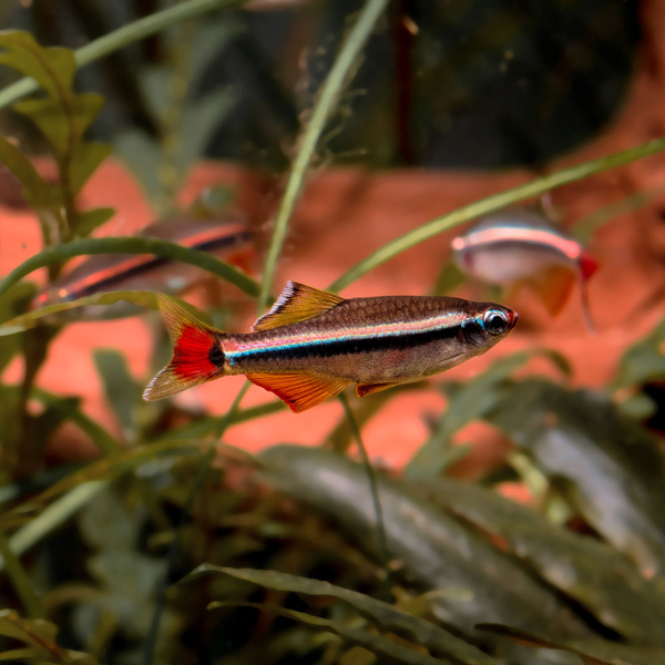 Tanichthys Micagemmae - Vietnamesischer Zwergkardinalfisch