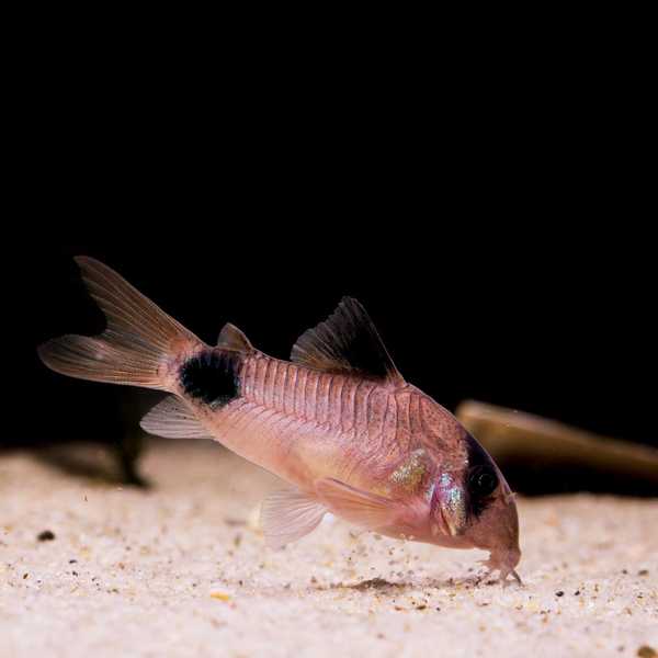 Corydoras Panda - Panzerwels
