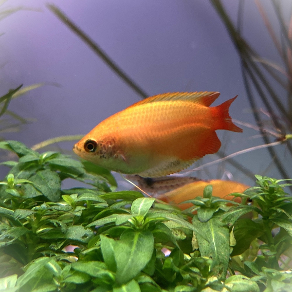 Trichogaster Chuna Gold - Honiggurami