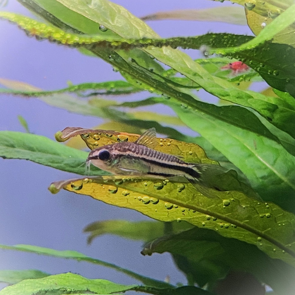 Corydoras pygmaeus - Zwergpanzerwels