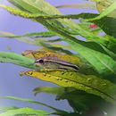 Corydoras pygmaeus - Zwergpanzerwels