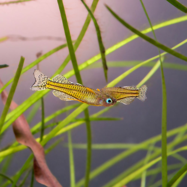 Pseudomugil Gertrudae - Gertruds Regenbogenfisch