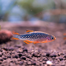 Danio Margaritatus - Perlhuhnbrbling Galaxy