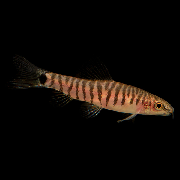 Yunnanilus Craciatus - Zwergschmerle Tiger