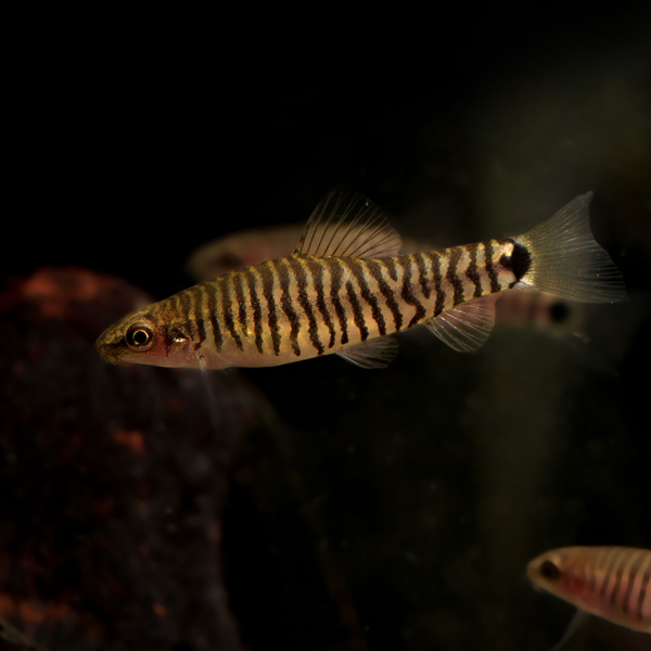 Yunnanilus Craciatus - Zwergschmerle Tiger