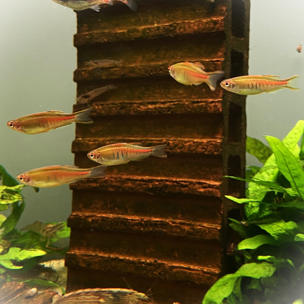 Danio Choprae - Lachsdanio - Rubinbrbling