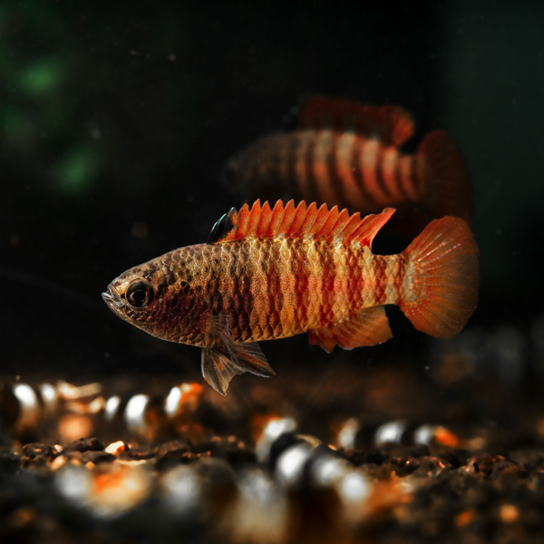 Dario sp. Myanmar - Zwergblaubarsch Black Tiger