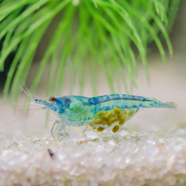 Neocaridina davidi var. Blue Jelly - Zwerggarnele