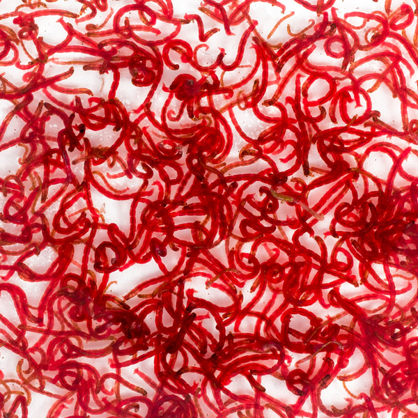 Rote Mückenlarven 90 ml - Chironomus aprilinus...