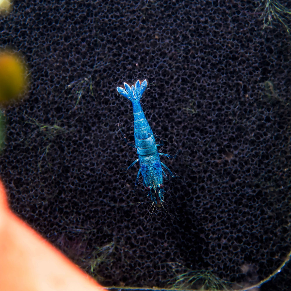 Caridina sp. Blue Bolt - Taiwan Bee