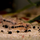 Corydoras habrosus - Marmorierter Zwergpanzerwels