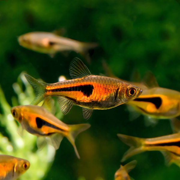 Trigonostigma Espei - Espes Bärbling