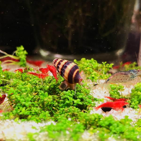 Anentome Helena - Raub-Turmdeckelschnecke (TDS)