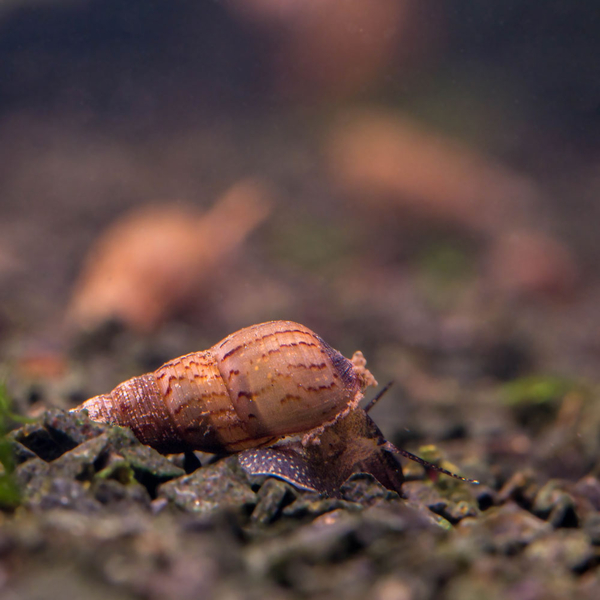 Melanoides Tuberculata - Malaiische Turmdeckelschnecke (TDS)