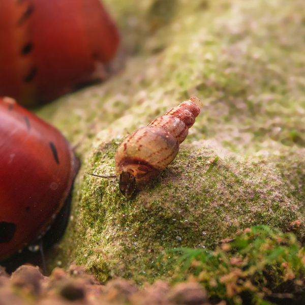 Melanoides Tuberculata - Malaiische Turmdeckelschnecke (TDS)