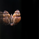 Mieniplotia Scabra - Stachelige Turmdeckelschnecke (TDS)