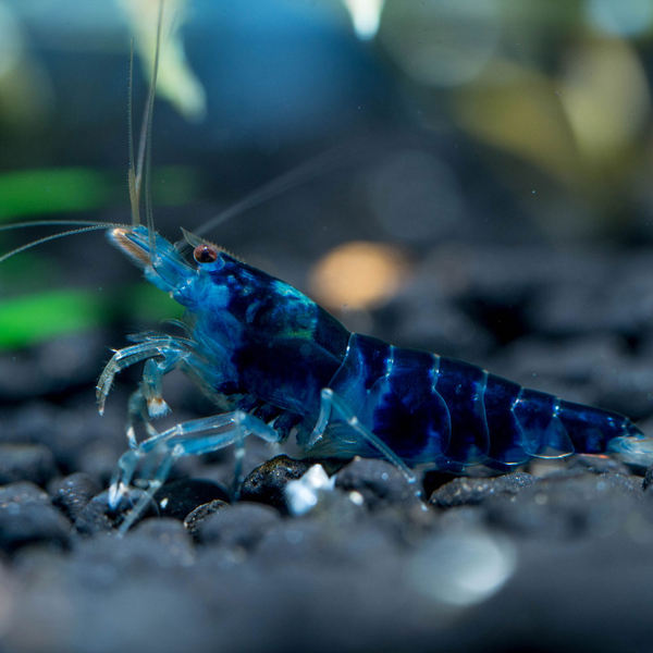 Caridina sp. Dragon Blood - Zwerggarnele