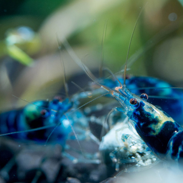 Caridina sp. Dragon Blood - Zwerggarnele