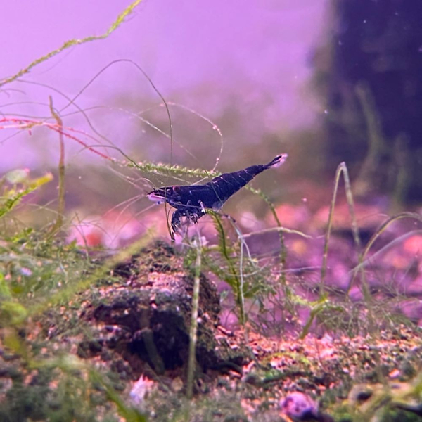Neocaridina davidi var. Topas Blue