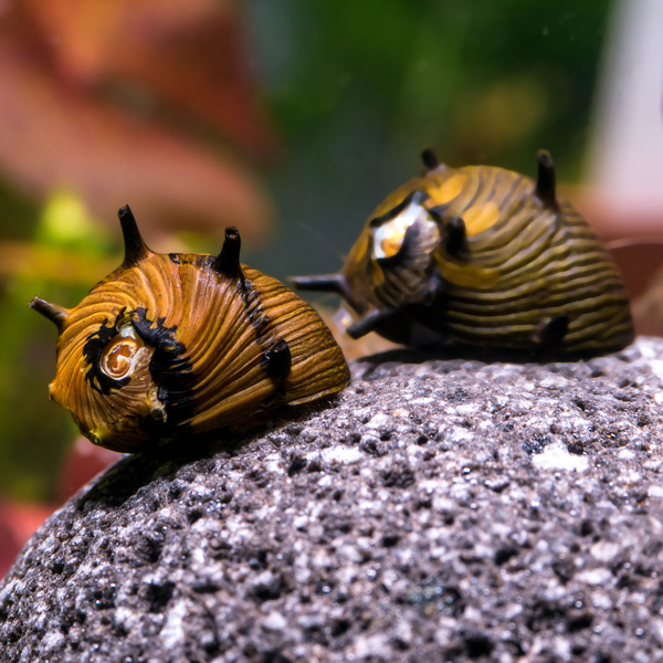 Clithon subgranosa Sun - Geweihschnecke