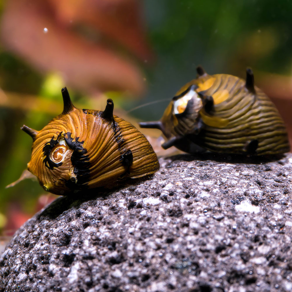 Clithon subgranosa Sun - Geweihschnecke